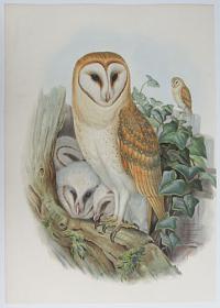 [Strix Flammea - Barn Owl.]