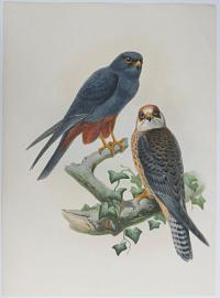 [Erythropus Vespertinus Orange-Legged Hobby.]
