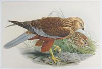 [Circus &AElig;ruginosus - Marsh Harrier.]