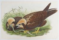 [Circus &AElig;ruginosus - Marsh Harrier, young.]