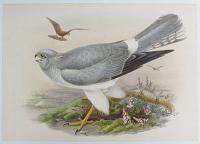 [Circus Cyaneus - Hen Harrier.]
