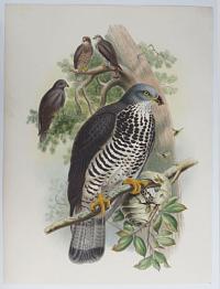 [Pernis Apivorus - Honey Buzzard.]