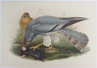 [Circus Cineraceus - Ash Coloured-Harrier.]