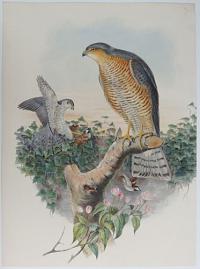[Accipiter Nisis - Sparrow Hawk.]