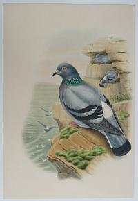 [Columba Livia - Rock Pigeon.]
