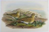 [Charadrius pluvialis,Linn. - Golden Plover (Winter plumage).]