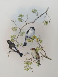 [Muscicapa atricapilla - Pied Flycatcher.]