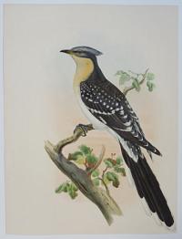 [Oxylophus Glandarius - Great Spotted Cuckoo.]