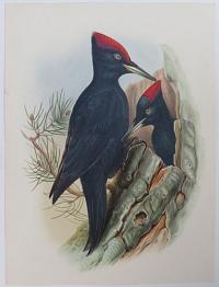 [Dryocopus Martius - Black Woodpecker.]