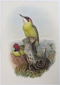 [Gecinus viridis - Green Woodpecker.]