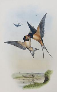 [Hirondo Rustica - Swallow.]