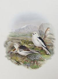 [Hirondo Rustica - Snow Bunting.]