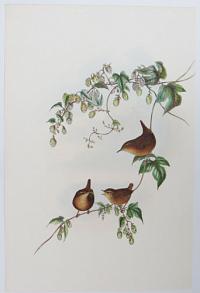[Troglodytes Europaeus - Common Wren.]