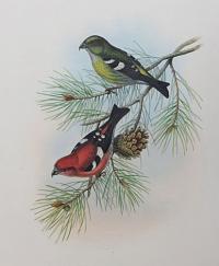 [Loxia Bifasciata - White-Winged Crossbill.]