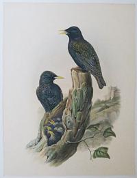 [Sturnus Vulgaris - Starling.]