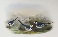 [Motacilla Yarrelli - Pied Wagtail.]