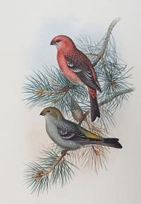 [Pinicola Enucleator - Pine Grosbeak.]