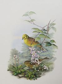 [Emberiza Citrinella - Yellowhammer.]
