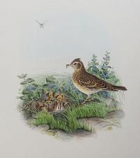 [Alauda Arvensis - Skylark.]