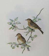 [Anthus Arboreus - Tree Pipit.]