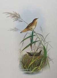 [Lusciniopsis luscinoides - Savi's Warbler.]