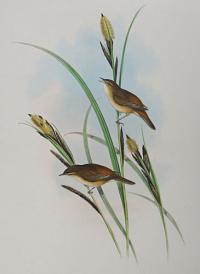 [Calamodyta phragmitis - Sedge Warbler or Chat.]