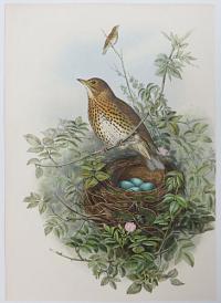 [Turdus Musicus - Thrush.]