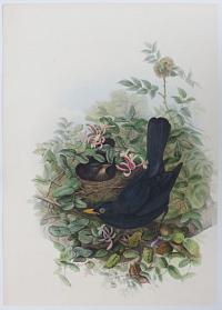 [Merula Vulgaris - Blackbird.]