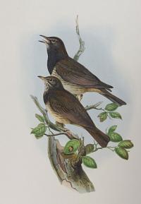 [Turdus atrogularis - Black-throated Thrush.]