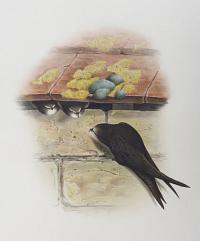 [Cypselus Apus - Swift.]