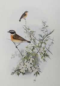 [Pratincola rubetra - Whinchat.]