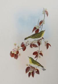 [Phyllopneuste sibilatrix - Wood Wren.]