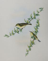 [Phyllopneuste trochilus - Willow Wren.]