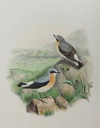 [Saxicola oenanthe - Wheatear.]