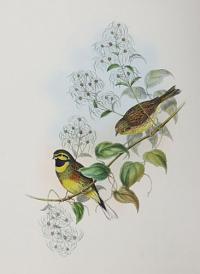 [Emberiza cirlus - Cirl Bunting.]