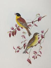 [Euspiza melanocephala - Black-Headed Euspiza.]