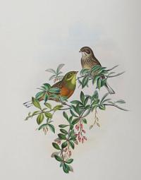 [Clycyspina hortulana - Ortolan Bunting.]