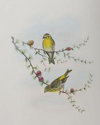 [Serinus hortulanus - Serin Finch.]