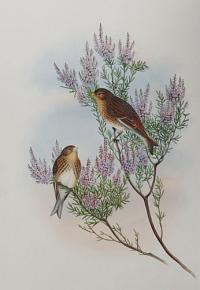 [Carpodacus erythrinus - Twite or Mountain Linnet.]
