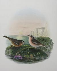 [Anthus spinoletta - Vinous Pipit.]