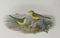 [Budytes rayi - Western Yellow Wagtail.]