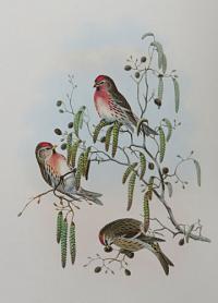 [&AElig;giothus linaria - Mealy Redpole.]