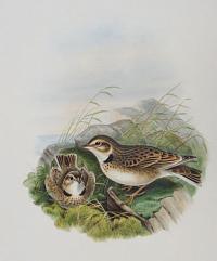 [Melanocorypha calandra - Calandra Lark.]