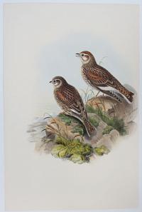 [Melanocorypha leucoptera - White-Winged Lark.]