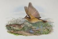 [Galerida cristata - Crested Lark.]