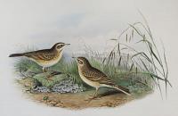 [Anthus campestris - Tawny Pipit.]