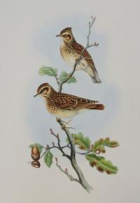 [Alauda arborea - Woodlark.]