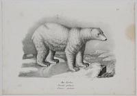 Der Eisbär. Ursus polaris. Lours polaire. 1/9.
