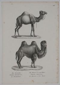1. Das Dromedar. Camelus dromedarius. Le Dromadaire. 2. 2. Das Kameel mit zwey H&ouml;cker. Camelus bactrianus. Le chameau a deux bosses. 1/20.