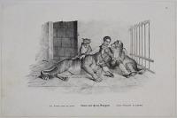 La Lionne avec ses petits. L&uuml;win mit ihren Jungen. A�n&iuml;s Oroszl&aacute;n es k&ouml;lykei.